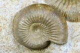 Beautiful Pair Of Ammonites (Cadomites & Stephanoceras) - France #175126-2